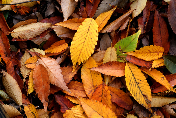 Autumn